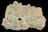 Fossil Crocodile Dentary (Lower Jaw) Bone - Aguja Formation, Texas #116656-1